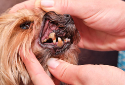 New Suffolk Dog Dentist