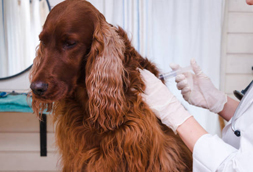 Dog Vaccinations in Minotola