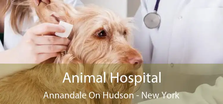 Animal Hospital Annandale On Hudson - New York