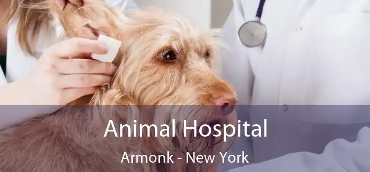 Animal Hospital Armonk - New York