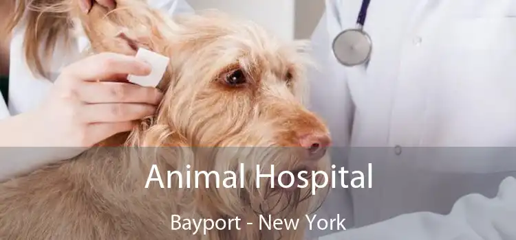 Animal Hospital Bayport - New York