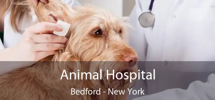 Animal Hospital Bedford - New York