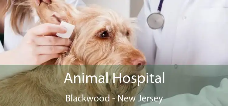 Animal Hospital Blackwood - New Jersey