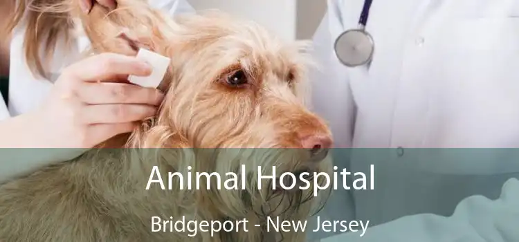 Animal Hospital Bridgeport - New Jersey