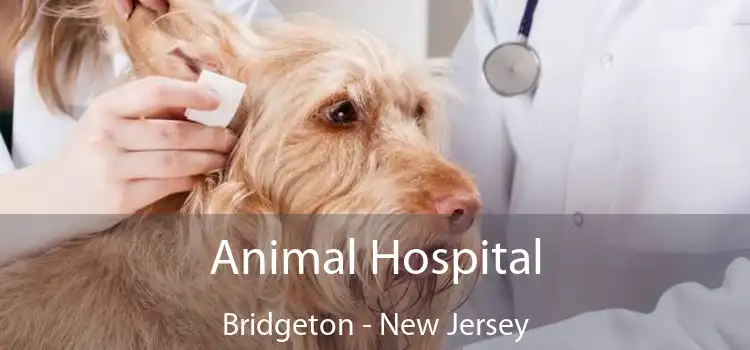 Animal Hospital Bridgeton - New Jersey