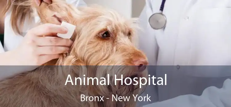 Animal Hospital Bronx - New York