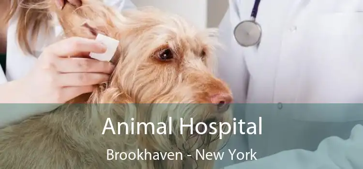 Animal Hospital Brookhaven - New York