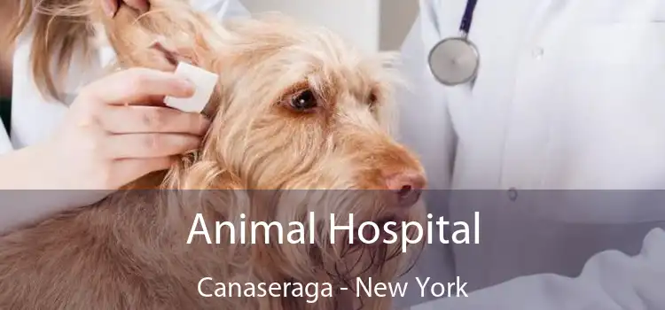 Animal Hospital Canaseraga - New York