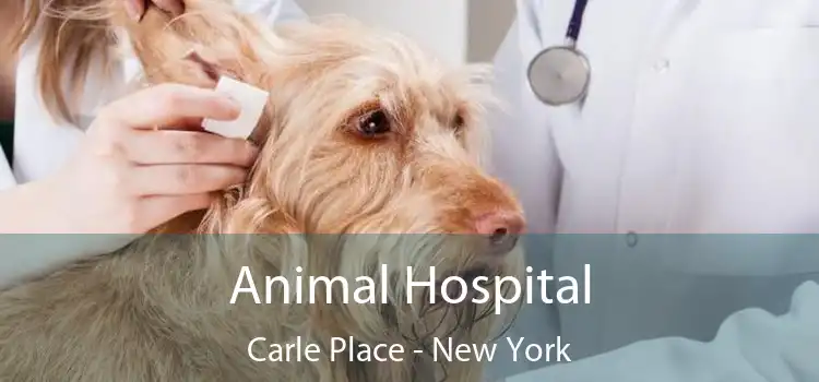 Animal Hospital Carle Place - New York