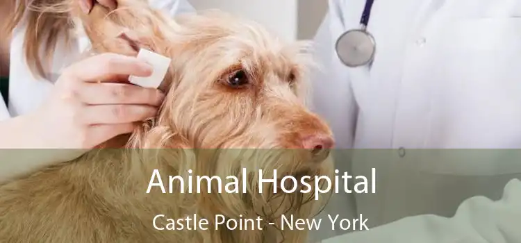 Animal Hospital Castle Point - New York