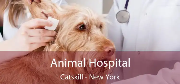 Animal Hospital Catskill - New York