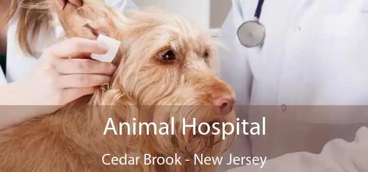 Animal Hospital Cedar Brook - New Jersey