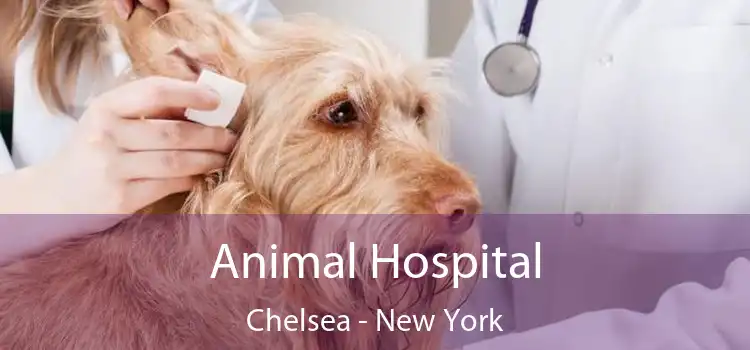 Animal Hospital Chelsea - New York