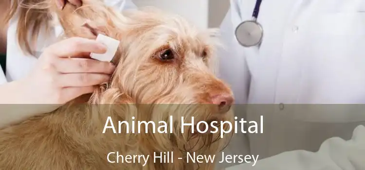 Animal Hospital Cherry Hill - New Jersey