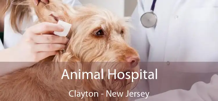 Animal Hospital Clayton - New Jersey