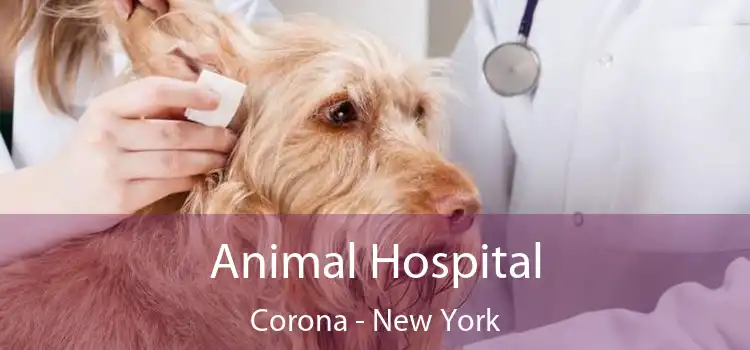 Animal Hospital Corona - New York