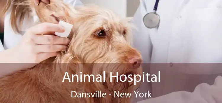 Animal Hospital Dansville - New York