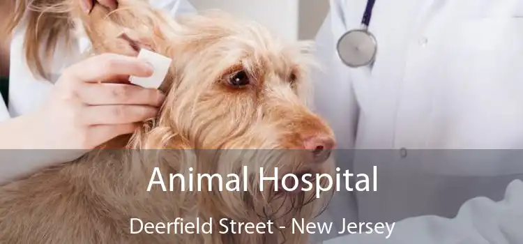 Animal Hospital Deerfield Street - New Jersey