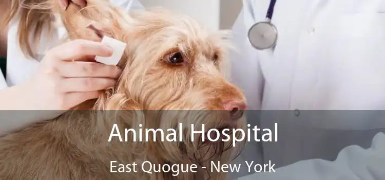 Animal Hospital East Quogue - New York