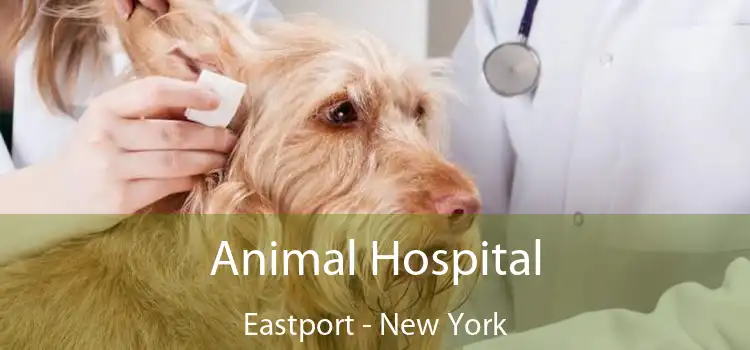 Animal Hospital Eastport - New York