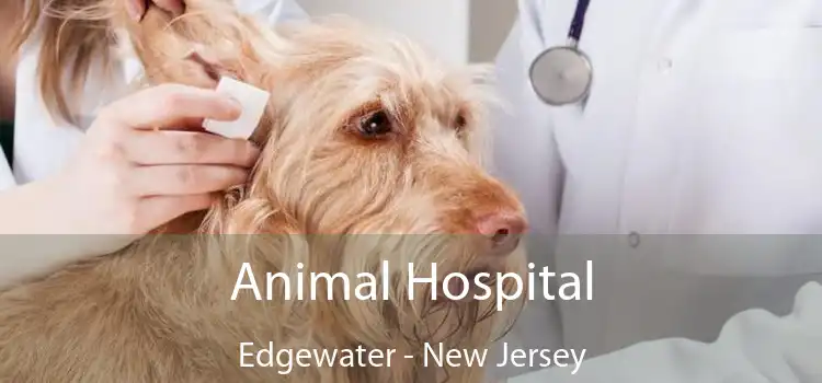 Animal Hospital Edgewater - New Jersey