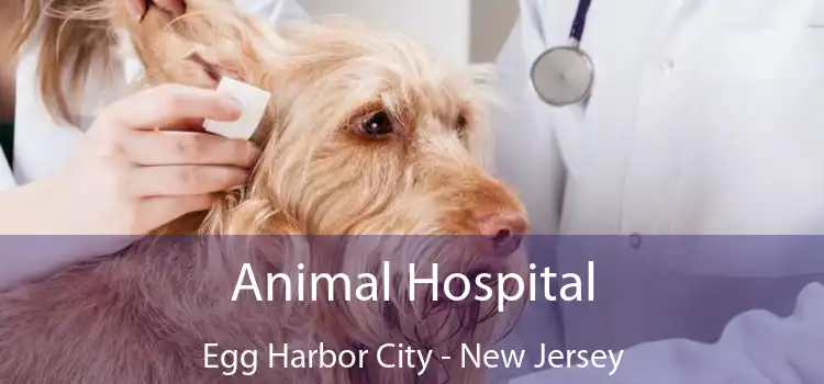 Animal Hospital Egg Harbor City - New Jersey