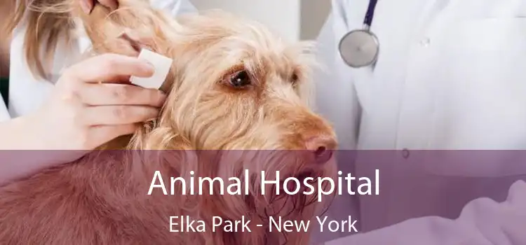 Animal Hospital Elka Park - New York