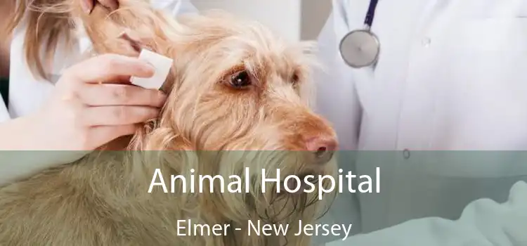 Animal Hospital Elmer - New Jersey