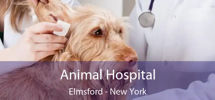 Animal Hospital Elmsford - New York