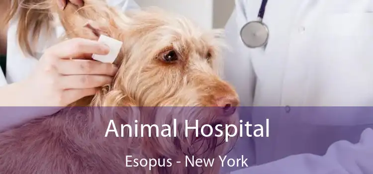 Animal Hospital Esopus - New York