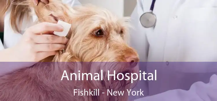 Animal Hospital Fishkill - New York