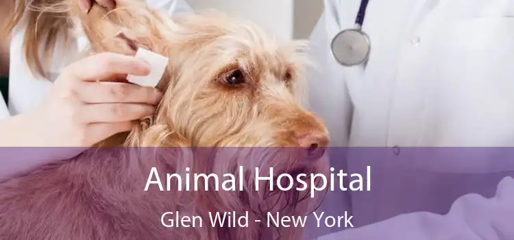 Animal Hospital Glen Wild - New York