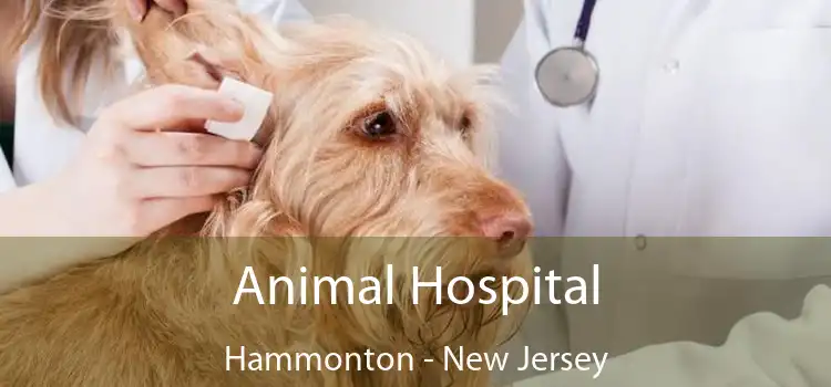 Animal Hospital Hammonton - New Jersey