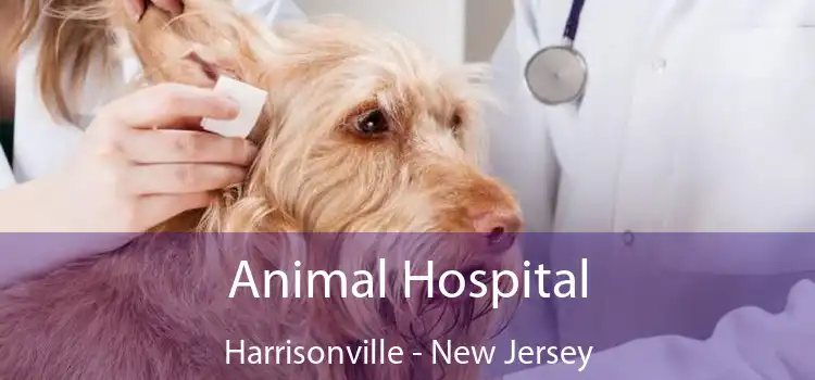 Animal Hospital Harrisonville - New Jersey