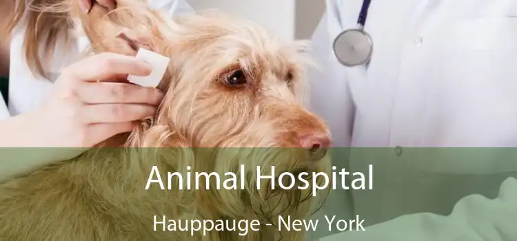 Animal Hospital Hauppauge - New York