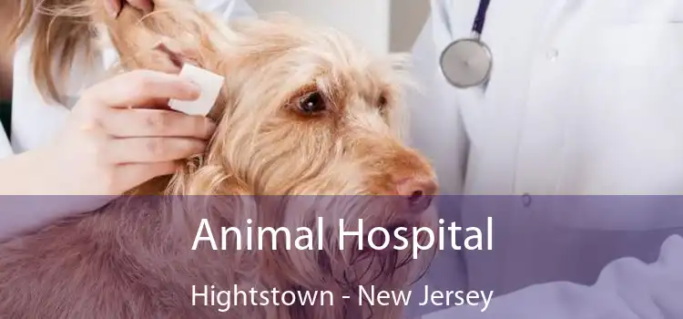 Animal Hospital Hightstown - New Jersey