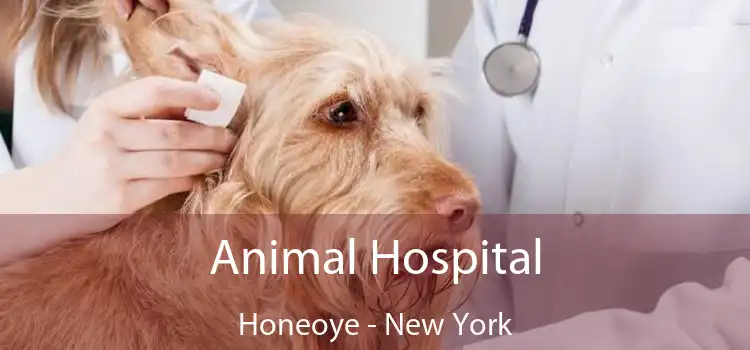 Animal Hospital Honeoye - New York