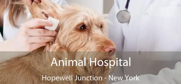 Animal Hospital Hopewell Junction - New York