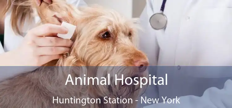 Animal Hospital Huntington Station - New York