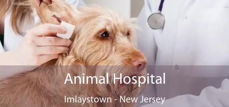 Animal Hospital Imlaystown - New Jersey