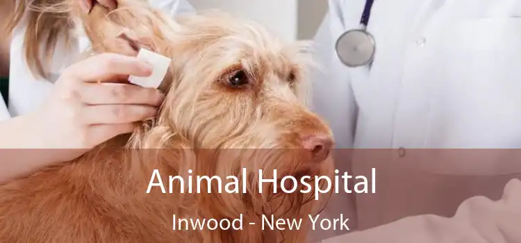 Animal Hospital Inwood - New York