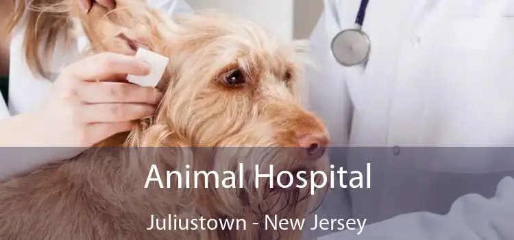 Animal Hospital Juliustown - New Jersey