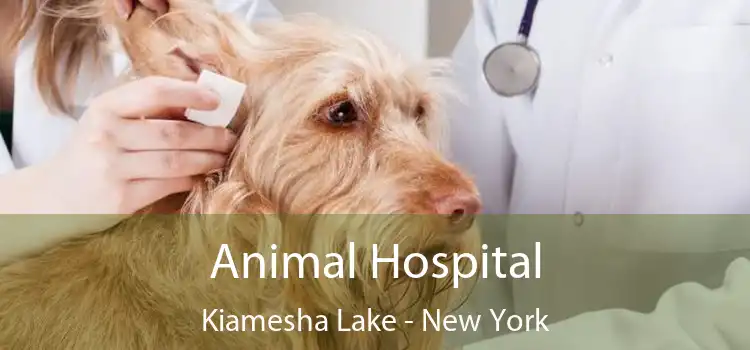 Animal Hospital Kiamesha Lake - New York