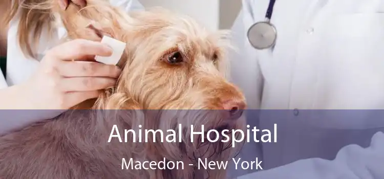 Animal Hospital Macedon - New York