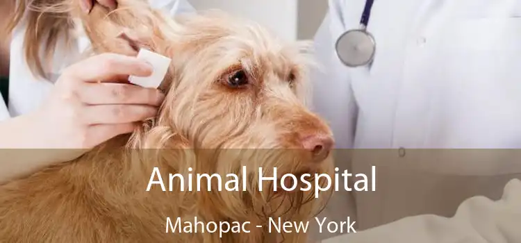 Animal Hospital Mahopac - New York