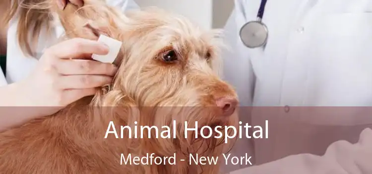 Animal Hospital Medford - New York