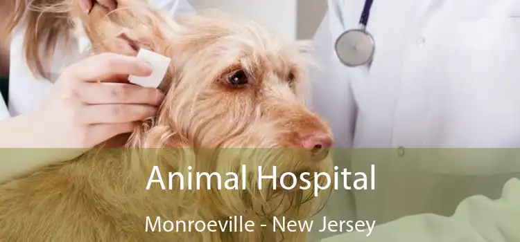 Animal Hospital Monroeville - New Jersey