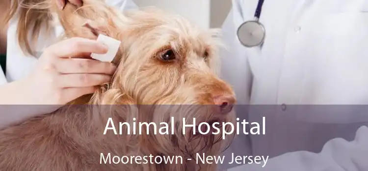 Animal Hospital Moorestown - New Jersey