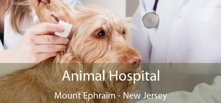 Animal Hospital Mount Ephraim - New Jersey