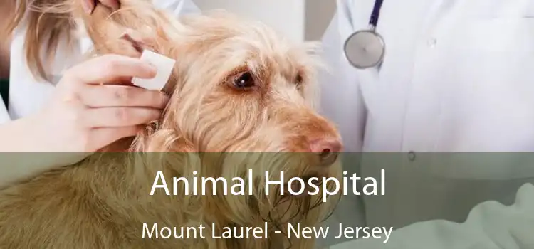 Animal Hospital Mount Laurel - New Jersey